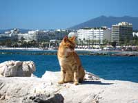 Cat at Marbella Puerto Deportivo