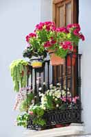 Floral Balcony