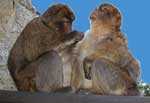 Gibraltar Monkeys