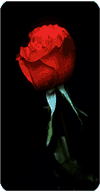 red rose for Valentine's Day